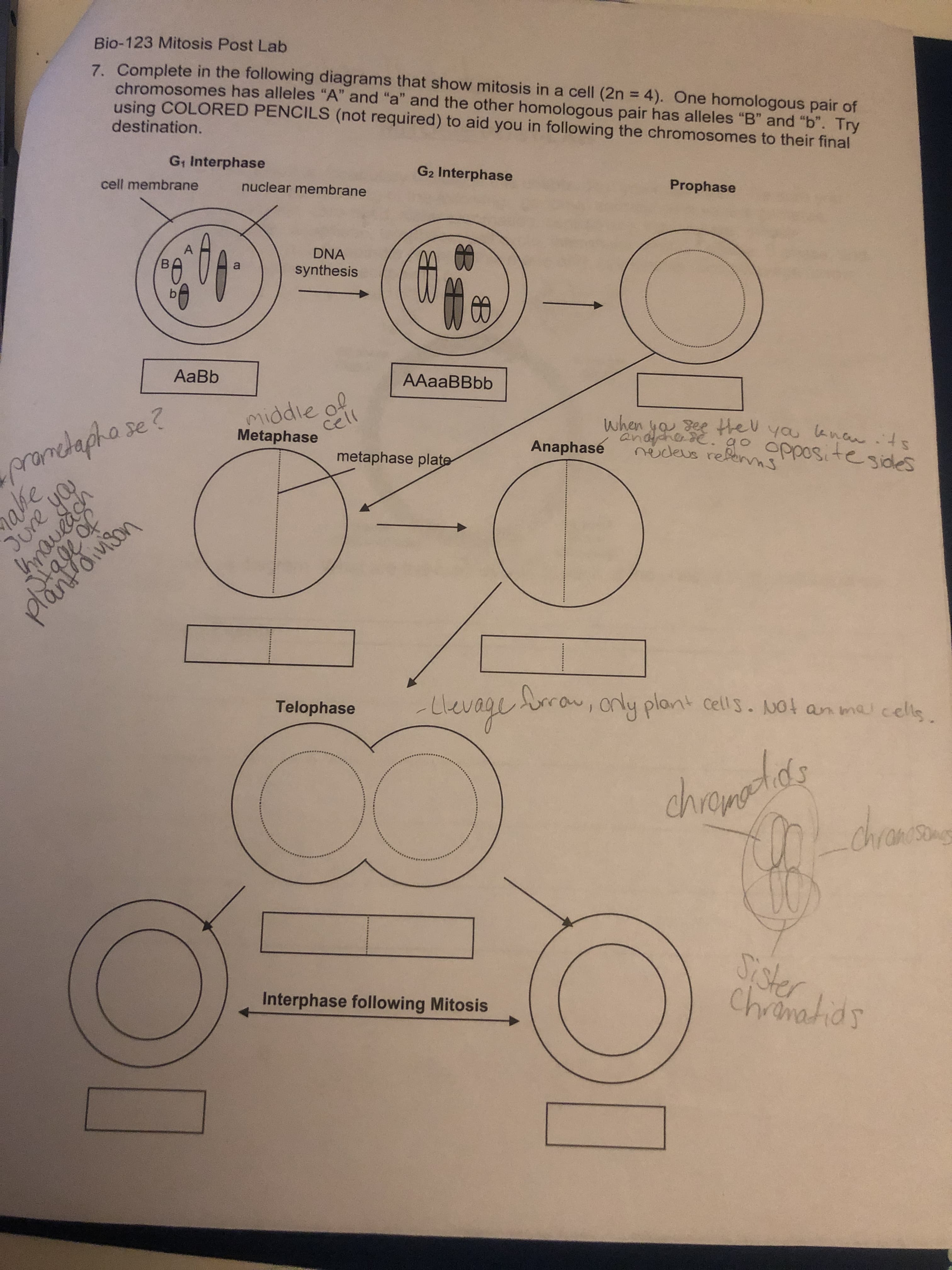 Bio-123 Mitosis Post Lab
7. Complete in the following diagrams that show mitosis ina cell (2n 4). One homologous pair of
chromosomes has alleles "A" and "a" and the other homologous pair has alleles "B" and "b". Try
using COLORED PENCILS (not required) to aid you in following the chromosomes to their final
destination.
Gt Interphase
G2 Interphase
cell membrane
nuclear membrane
Prophase
A
DNA
synthesis
a
AаBb
AAaaBBbb
prandapha se ?
alfe
Jure yau
middie of
cell
when yee theu yau enarts
andfaner a. g oppostesidles
nedeus relerhs
Metaphase
Anaphase
metaphase plate
plantoivison
Uevagra, only plant cell's. Nol an ma cells.
Telophase
chradds
Chrandson
Sister
Chrenahids
Interphase following Mitosis
B
tnaueach
