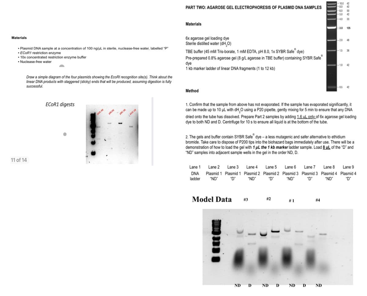 Materials
• Plasmid DNA sample at a concentration of 100 ng/uL in sterile, nuclease-free water, labelled "P"
•ECOR1 restriction enzyme
10x concentrated restriction enzyme buffer
• Nuclease-free water
Draw a simple diagram of the four plasmids showing the EcoRI recognition site(s). Think about the
linear DNA products with staggered (sticky) ends that will be produced, assuming digestion is fully
successful.
11 of 14
ECOR1 digests
PUC-4K
pBC4K
pBC-SK
-
PUC-18
PART TWO: AGAROSE GEL ELECTROPHORESIS OF PLASMID DNA SAMPLES
Materials
6x agarose gel loading dye
Sterile distilled water (dH₂O)
TBE buffer (45 mM Tris-borate, 1 mM EDTA, pH 8.0, 1x SYBR Safe® dye)
Pre-prepared 0.8% agarose gel (8 g/L agarose in TBE buffer) containing SYBR Safe
dye
1 kb marker ladder of linear DNA fragments (1 to 12 kb)
Method
Lane 1 Lane 2
DNA Plasmid 1
ladder "ND"
Lane 3
Plasmid 1
"D"
Model Data
Lane 4
Plasmid 2
"ND"
#3
Lane 5
Plasmid 2
"D"
1. Confirm that the sample from above has not evaporated. If the sample has evaporated significantly, it
can be made up to 10 μL with dH₂O using a P20 pipette, gently mixing for 5 min to ensure that any DNA
dried onto the tube has dissolved. Prepare Part 2 samples by adding 1.6 μL only of 6x agarose gel loading
dye to both ND and D. Centrifuge for 10 s to ensure all liquid is at the bottom of the tube.
#2
2. The gels and buffer contain SYBR Safe dye - a less mutagenic and safer alternative to ethidium
bromide. Take care to dispose of P200 tips into the biohazard bags immediately after use. There will be a
demonstration of how to load the gel with 1 µL the 1 kb marker ladder sample. Load 8 μL of the "D" and
"ND" samples into adjacent sample wells in the gel in the order ND, D.
Lane 6
Plasmid 3
"ND"
#1
-10.0 42
-8.0
-6.0 50
-5.0
-40 33
#4
42
ND DND DND D ND
42
-3.0 125
Lane 7 Lane 8
Plasmid 3 Plasmid 4
"D" "ND"
-2.0 48
-1.5 36
-1.0 42
-0.5 42
Lane 9
Plasmid 4
"D"