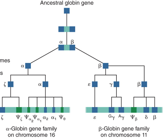 Ancestral globin gene
a |B
mes
BI
B|
V Ya,Pa, a2 a, Vo
Gy Ay YB
B
a-Globin gene family
on chromosome 16
B-Globin gene family
on chromosome 11
