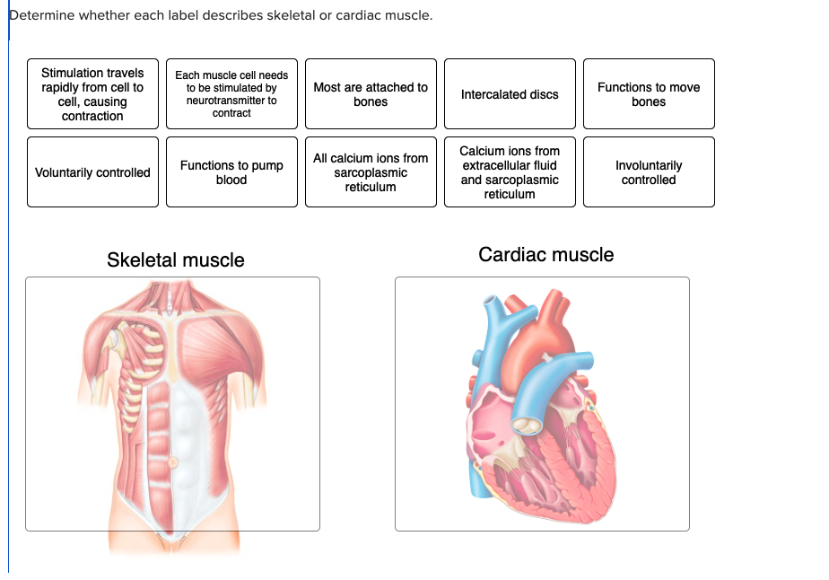 Determine whether each label describes skeletal or cardiac muscle.
Stimulation travels
rapidly from cell to
cell, causing
contraction
Voluntarily controlled
Each muscle cell needs
to be stimulated by
neurotransmitter to
contract
Functions to pump
blood
Skeletal muscle
Most are attached to
bones
All calcium ions from
sarcoplasmic
reticulum
Intercalated discs
Calcium ions from
extracellular fluid
and sarcoplasmic
reticulum
Functions to move
bones
Involuntarily
controlled
Cardiac muscle