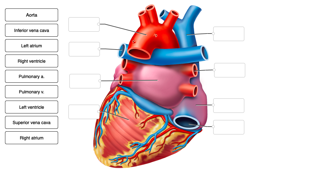 Aorta
Inferior vena cava
Left atrium
Right ventricle
Pulmonary a.
Pulmonary v.
Left ventricle
Superior vena cava
Right atrium
g
