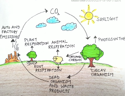 AUTO AND
FACTORY
EMISSIONS
сог
PLANT
RESPIRATION ANIMAL
RESPIRATION
ROOT
RESPIRATION
CARBON
DEAD
ORGANZIM
AND WASTE.
PRODUCTS
SUNLIGHT
PHOTOSYNTHE
DECAY
ORGANISM