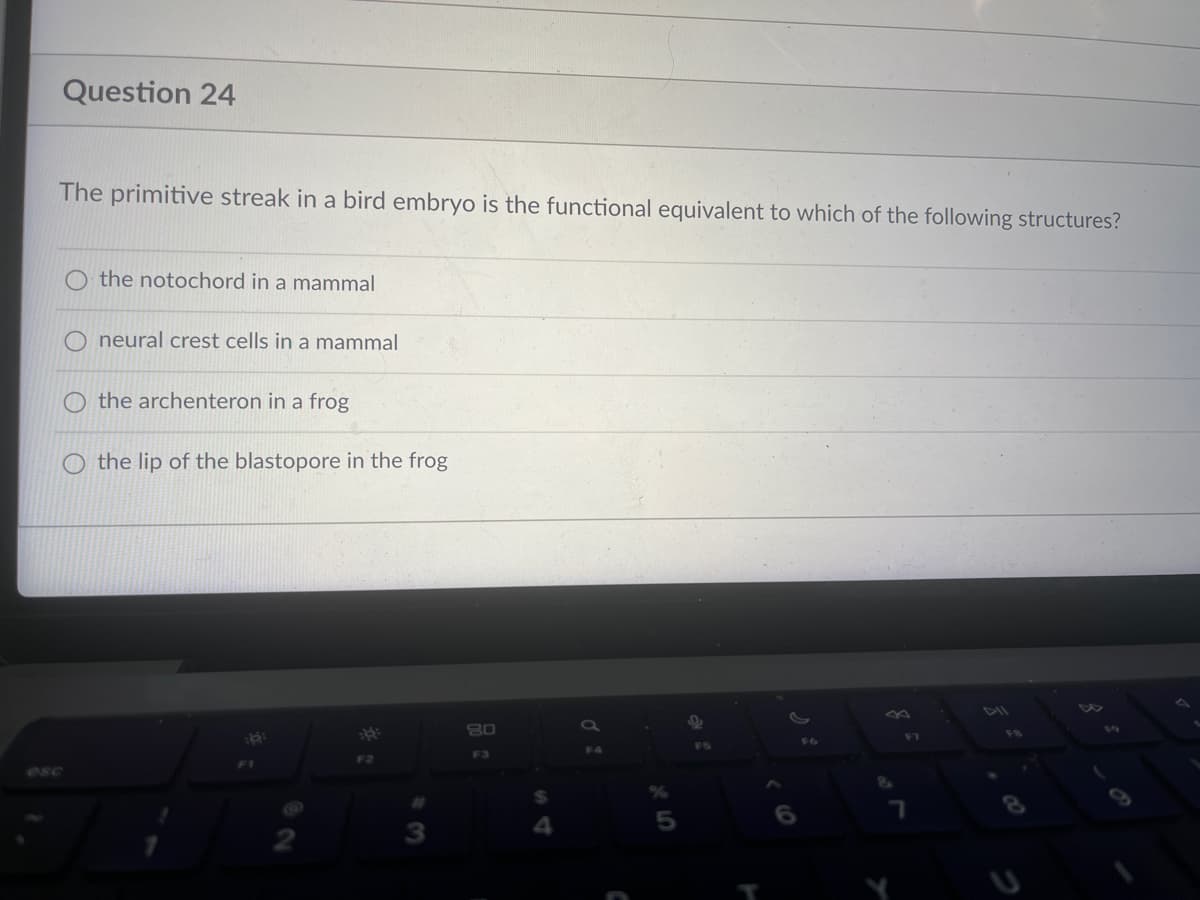 Question 24
The primitive streak in a bird embryo is the functional equivalent to which of the following structures?
O the notochord in a mammal
Oneural crest cells in a mammal
O the archenteron in a frog
the lip of the blastopore in the frog
F2
3
80
F3
4
F4
5
F5
F6
F7
7
8
05