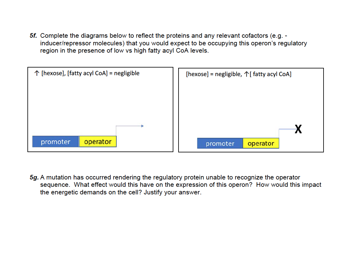 5f. Complete the diagrams below to reflect the proteins and any relevant cofactors (e.g. -
inducer/repressor molecules) that you would expect to be occupying this operon's regulatory
region in the presence of low vs high fatty acyl CoA levels.
↑ [hexose], [fatty acyl CoA] = negligible
[hexose] = negligible, T[ fatty acyl CoA]
promoter
operator
promoter
operator
5g. A mutation has occurred rendering the regulatory protein unable to recognize the operator
sequence. What effect would this have on the expression of this operon? How would this impact
the energetic demands on the cell? Justify your answer.
