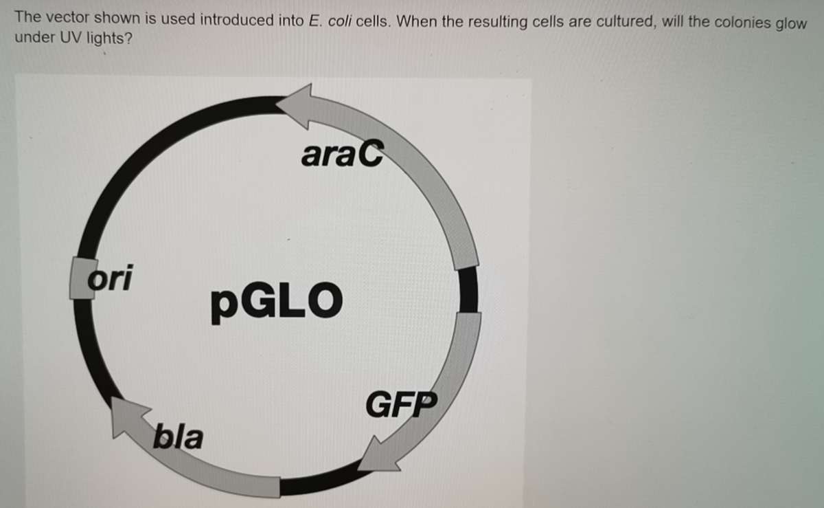 The vector shown is used introduced into E. coli cells. When the resulting cells are cultured, will the colonies glow
under UV lights?
ori
bla
araC
pGLO
GFP