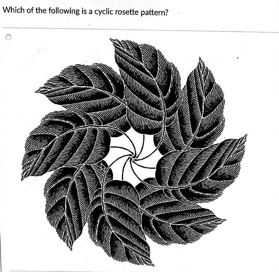 Which of the following is a cyclic rosette pattern?
Asmilil