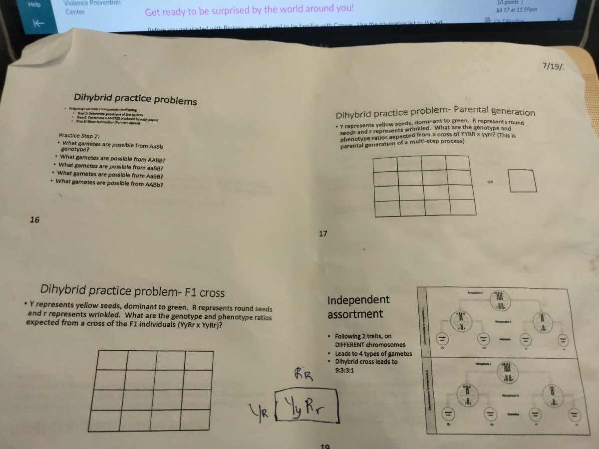 Help
T
K
16
Violence Prevention
Center
Get ready to be surprised by the world around you!
Before you get started with Biology you will need to be familiar with Canvac Use the navigation list to the left
Dihybrid practice problems
. Following two traits from parents to offspring
Step 1: Determine genotypes of the parents
Step 2: Determine GAMETES produced by each parent
Step 3: Show fertification (Punnett square)
Practice Step 2:
• What gametes are possible from AaBb
genotype?
What gametes are possible from AABB?
• What gametes are possible from aaBB?
• What gametes are possible from AaBB?
• What gametes are possible from AABb?
Dihybrid practice problem- F1 cross
• Y represents yellow seeds, dominant to green. R represents round seeds
and r represents wrinkled. What are the genotype and phenotype ratios
expected from a cross of the F1 individuals (YyRr x YyRr)?
17
RR
YR Yy Rr
Independent
assortment
Dihybrid practice problem- Parental generation
• Y represents yellow seeds, dominant to green. R represents round
seeds and r represents wrinkled. What are the genotype and
phenotype ratios expected from a cross of YYRR x yyrr? (This is
parental generation of a multi-step process)
. Following 2 traits, on
DIFFERENT chromosomes
• Leads to 4 types of gametes
Dihybrid cross leads to
9:3:3:1
19
HE
MUR
RUA
OR
10 points/
Jul 17 at 11:59pm
Molaphael
KR
Gami
UU
XX.
7/19/
A.