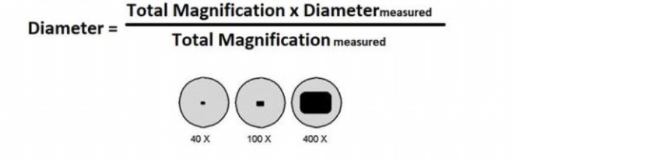Total Magnification x Diametermeasured
Diameter =
Total Magnification measured
40 X
100 X
400 X