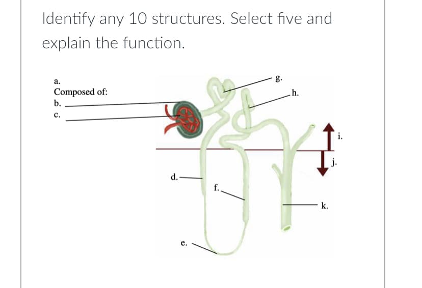 Identify any 10 structures. Select five and
explain the function.
a.
Composed of:
b.
C.
d.
e.
f.
g.
.h.
k.
i.
j.