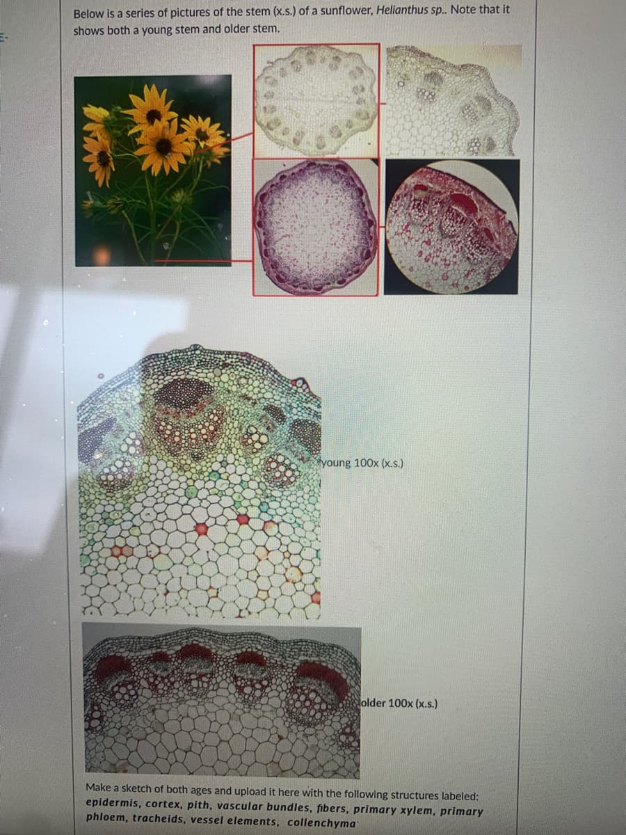 Below is a series of pictures of the stem (x.s.) of a sunflower, Helianthus sp. Note that it
shows both a young stem and older stem.
young 100x (x.s.)
older 100x (x.s.)
Make a sketch of both ages and upload it here with the following structures labeled:
epidermis, cortex, pith, vascular bundles, fibers, primary xylem, primary
phloem, tracheids, vessel elements, collenchyma
