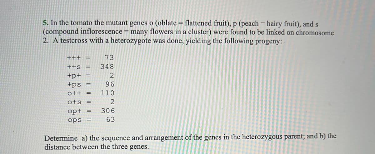 5. In the tomato the mutant genes o (oblate = flattened fruit), p (peach = hairy fruit), and s
(compound inflorescence = many flowers in a cluster) were found to be linked on chromosome
2. A testcross with a heterozygote was done, yielding the following progeny:.
+++ =
++s =
+p+
+ps
o++ =
ots=
op+
ops
=
=
=
=
73
348
2
96
110
2
306
63
Determine a) the sequence and arrangement of the genes in the heterozygous parent; and b) the
distance between the three genes.