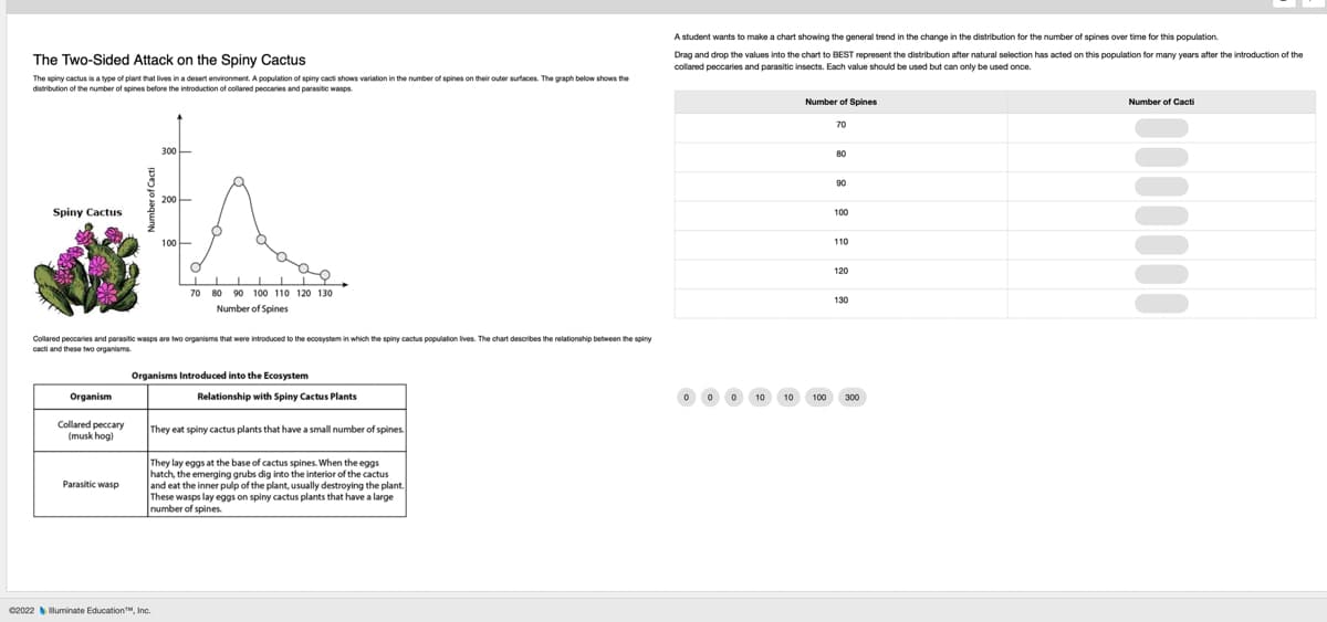 The Two-Sided Attack on the Spiny Cactus
The spiny cactus is a type of plant that lives in a desert environment. A population of spiny cact shows variation in the number of spines on their outer surfaces. The graph below shows the
distribution of the number of spines before the introduction of collared peccaries and parasitic wasps.
Spiny Cactus
Organism
Collared peccary
(musk hog)
Collared peccaries and parasitic wasps are two organisms that were introduced to the ecosystem in which the spiny cactus population lives. The chart describes the relationship between the spiny
cacti and these two organisms
Parasitic wasp
100-
o
70 80 90 100 110 120 130
Number of Spines
Organisms Introduced into the Ecosystem
C2022 Iluminate Education, Inc.
Relationship with Spiny Cactus Plants
They eat spiny cactus plants that have a small number of spines.
They lay eggs at the base of cactus spines. When the eggs
hatch, the emerging grubs dig into the interior of the cactus.
and eat the inner pulp of the plant, usually destroying the plant.
These wasps lay eggs on spiny cactus plants that have a large
number of spines.
A student wants to make a chart showing the general trend in the change in the distribution for the number of spines over time for this population.
Drag and drop the values into the chart to BEST represent the distribution after natural selection has acted on this population for many years after the introduction of the
collared peccaries and parasitic insects. Each value should be used but can only be used once.
Number of Spines
70
80
90
100
110
120
130
Number of Cacti