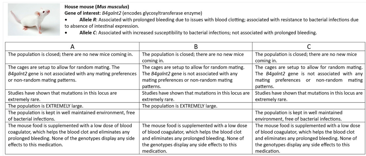 House mouse (Mus musculus)
Gene of interest: B4galnt2 (encodes glycosyltransferase enzyme)
•
Allele R: Associated with prolonged bleeding due to issues with blood clotting; associated with resistance to bacterial infections due
to absence of intestinal expression.
Allele C: Associated with increased susceptibility to bacterial infections; not associated with prolonged bleeding.
A
B
C
The population is closed; there are no new mice coming in.
The cages are setup to allow for random mating. The
B4galnt2 gene is not associated with any mating preferences
or non-random mating patterns.
Studies have shown that mutations in this locus are
extremely rare.
The population is EXTREMELY large.
The population is kept in well maintained environment, free
of bacterial infections.
The mouse food is supplemented with a low dose of blood
coagulator, which helps the blood clot and eliminates any
prolonged bleeding. None of the genotypes display any side
effects to this medication.
The population is closed; there are no new mice
coming in.
The cages are setup to allow for random mating.
The B4galnt2 gene is not associated with any
mating preferences or non-random mating
patterns.
Studies have shown that mutations in this locus are
extremely rare.
The population is EXTREMELY large.
The mouse food is supplemented with a low dose
of blood coagulator, which helps the blood clot
and eliminates any prolonged bleeding. None of
the genotypes display any side effects to this
medication.
The population is closed; there are no new mice
coming in.
The cages are setup to allow for random mating.
The B4galnt2 gene is not associated with any
mating preferences or non-random mating
patterns.
Studies have shown that mutations in this locus are
extremely rare.
The population is kept in well maintained
environment, free of bacterial infections.
The mouse food is supplemented with a low dose
of blood coagulator, which helps the blood clot
and eliminates any prolonged bleeding. None of
the genotypes display any side effects to this
medication.