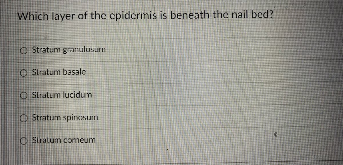 Which layer of the epidermis is beneath the nail bed?
Stratum granulosum
O Stratum basale
O Stratum lucidum
Stratum spinosum
O Stratum corneum