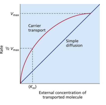 Vmax
Carrier
transport
Simple
diffusion
V2 Vmax
(Km)
External concentration of
transported molecule
Rate
