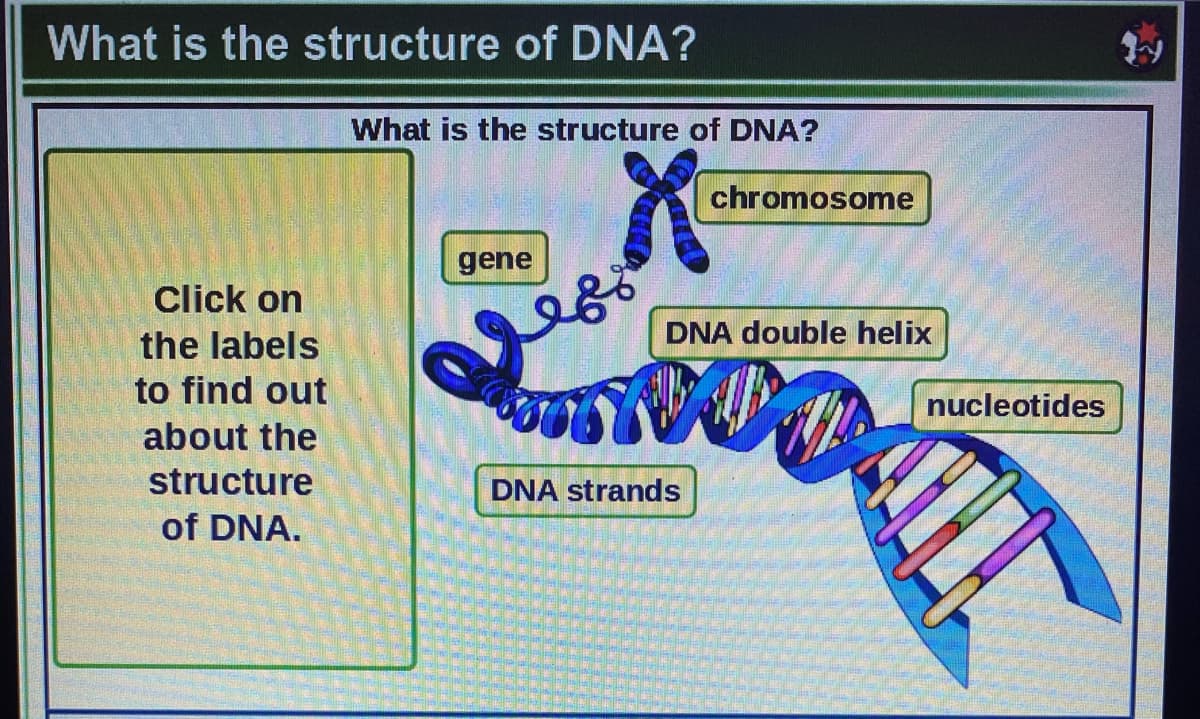 What is the structure of DNA?
What is the structure of DNA?
chromosomne
gene
Click on
DNA double helix
the labels
to find out
nucleotides
about the
structure
DNA strands
of DNA.
