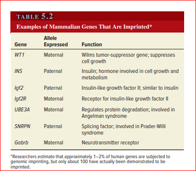 TABLE 5.2
Examples of Mammalian Genes That Are Imprinted*
Allele
Gene
Expressed
Function
WT1
Maternal
Wilms tumor-suppressor gene; suppresses
cell growth
Insulin; hormone involved in cell growth and
metabolism
INS
Paternal
Igf2
Paternal
Insulin-like growth factor Il; similar to insulin
Igf2R
Maternal
Receptor for insulin-like growth factor II
UBЕЗА
Maternal
Regulates protein degradation; involved in
Angelman syndrome
Splicing factor; involved in Prader-Willi
syndrome
SNRPN
Paternal
Gabrb
Maternal
Neurotransmitter receptor
"Researchers estimate that approximately 1-2% of human genes are subjected to
genomic imprinting, but only about 100 have actually been demonstrated to be
imprinted.
