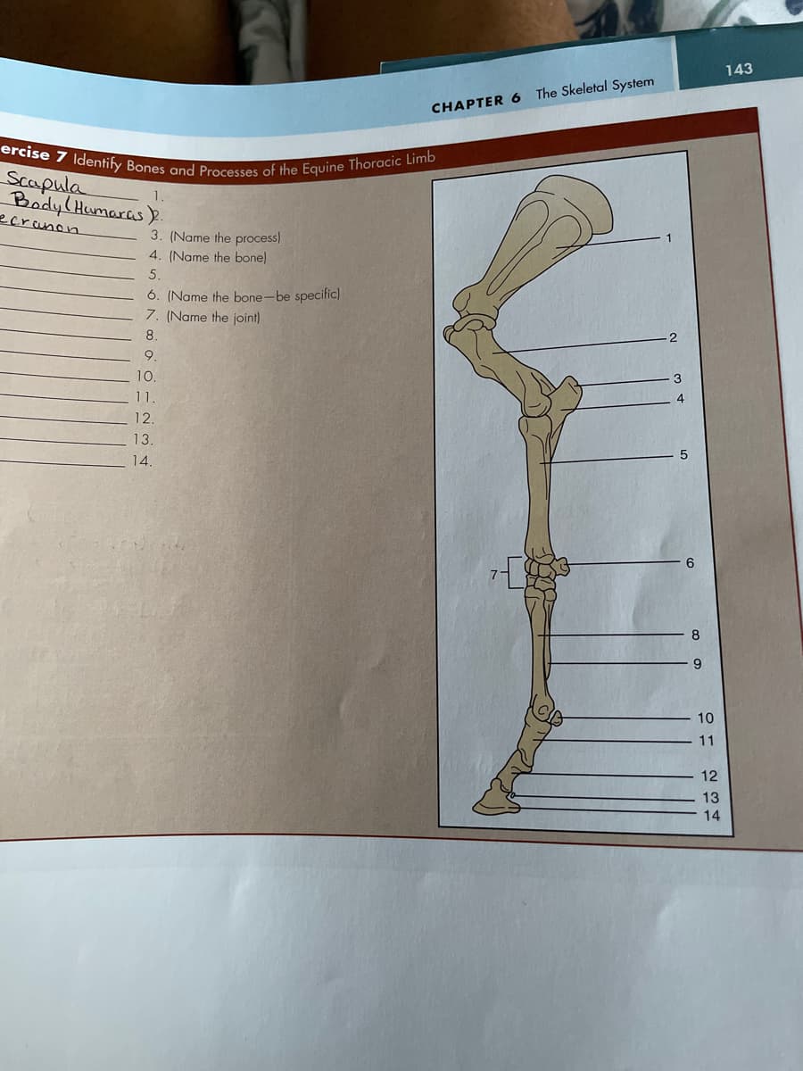 ercise 7 Identify Bones and Processes of the Equine Thoracic Limb
143
The Skeletal System
CHAPTER 6
Scapula
Body(Humaras .
2crcuno
3. (Name the process)
4. (Name the bone)
6. (Name the bone-be specific)
7. (Name the joint)
8.
10.
11.
12.
13.
14.
8
9
10
11
12
13
14
