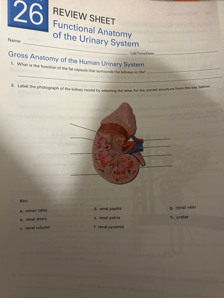 26
Name
REVIEW SHEET
Functional Anatomy
of the Urinary System
Lab Time/Date
Gross Anatomy of the Human Urinary System
1. What is the function of the fat capsule that surrounds the kidneys in life?
nmulco sne
eiving art to noignstan
2. Label the photograph of the kidney model by selecting the letter for the correct structure from the key below.
fol edino (Viqque boold isen beisipoess bash and
venbill or
notenA oiqoozonoil
eris no guzgune berottelan to dose dois
drigh erti no emmel
de
plude batulovico len
viens liber lepinco
Character
ics of Urihe
Key:
a. minor calyx
b. renal artery
c. renal column hohe
outinely found. renal papilla
100 8
g. renal vein
e. renal pelvis
h. ureter
f. renal pyramid
niev eisupist
gool nowigen St