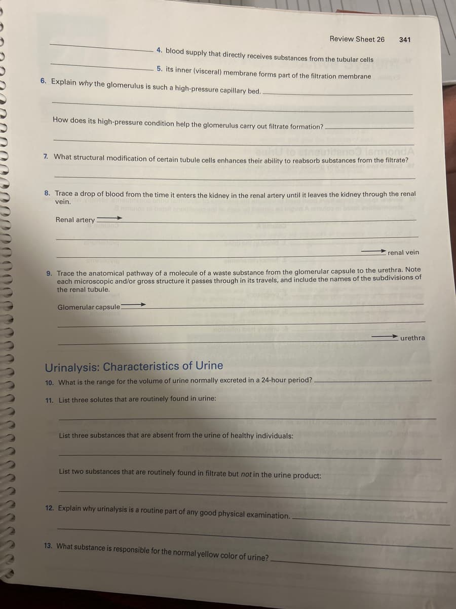 Review Sheet 26
341
4. blood supply that directly receives substances from the tubular cells
5. its inner (visceral) membrane forms part of the filtration membrane
6. Explain why the glomerulus is such a high-pressure capillary bed..
How does its high-pressure condition help the glomerulus carry out filtrate formation?
mondA
7. What structural modification of certain tubule cells enhances their ability to reabsorb substances from the filtrate?
8. Trace a drop of blood from the time it enters the kidney in the renal artery until it leaves the kidney through the renal
vein. wyneblaineur
Renal artery
renal vein.
9. Trace the anatomical pathway of a molecule of a waste substance from the glomerular capsule to the urethra. Note
each microscopic and/or gross structure it passes through in its travels, and include the names of the subdivisions of
the renal tubule.
men
Glomerular capsule:
Urinalysis: Characteristics of Urine
10. What is the range for the volume of urine normally excreted in a 24-hour period?
11. List three solutes that are routinely found in urine:
List three substances that are absent from the urine of healthy individuals:
List two substances that are routinely found in filtrate but not in the urine product:
12. Explain why urinalysis is a routine part of any good physical examination..
13. What substance is responsible for the normal yellow color of urine?
urethra