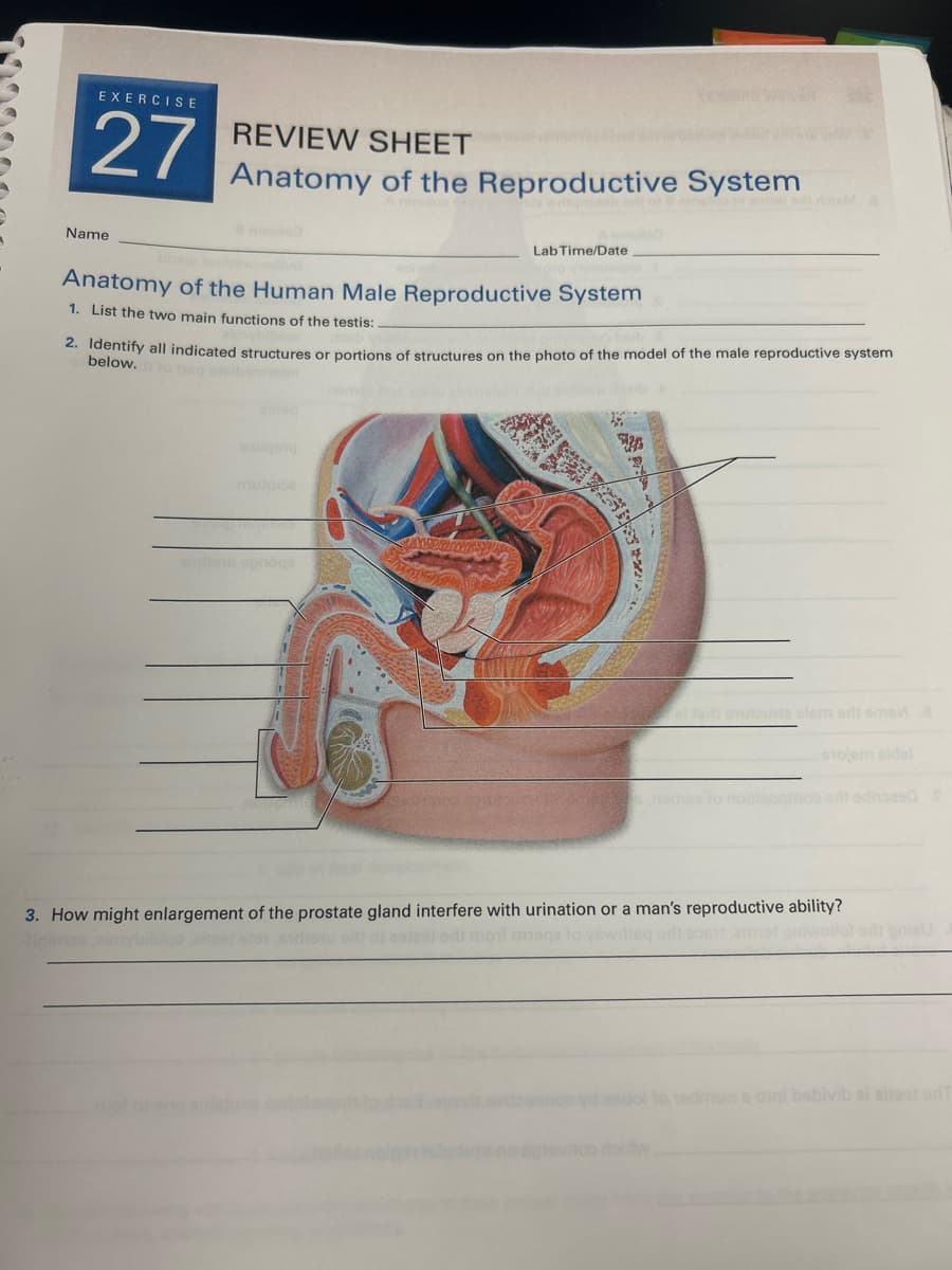EXERCISE
27
Name
REVIEW SHEET
Anatomy of the Reproductive System
Lab Time/Date
Anatomy of the Human Male Reproductive System
1. List the two main functions of the testis:
2. Identify all indicated structures or portions of structures on the photo of the model of the male reproductive system
below. i to neq atsiborini
toute elem et еms a
stojem sidel
edhoes
3. How might enlargement of the prostate gland interfere with urination or a man's reproductive ability?