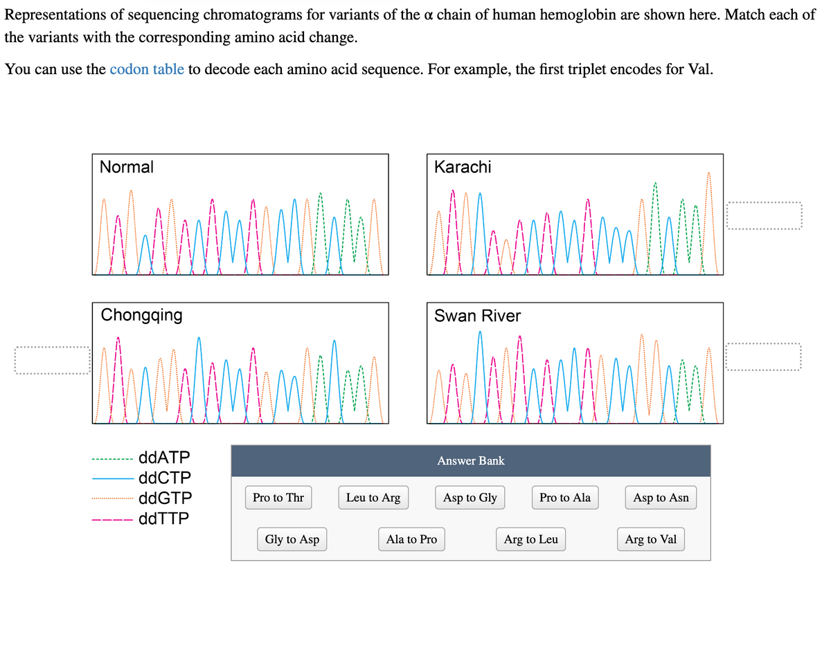 Representations of sequencing chromatograms for variants of the a chain of human hemoglobin are shown here. Match each of
the variants with the corresponding amino acid change.
You can use the codon table to decode each amino acid sequence. For example, the first triplet encodes for Val.
Normal
Chongqing
ddATP
ddCTP
ddGTP
ddTTP
Pro to Thr
Gly to Asp
Leu to Arg
Karachi
Swan River
Answer Bank
Ala to Pro
Asp to Gly
Pro to Ala
Arg to Leu
Asp to Asn
Arg to Val