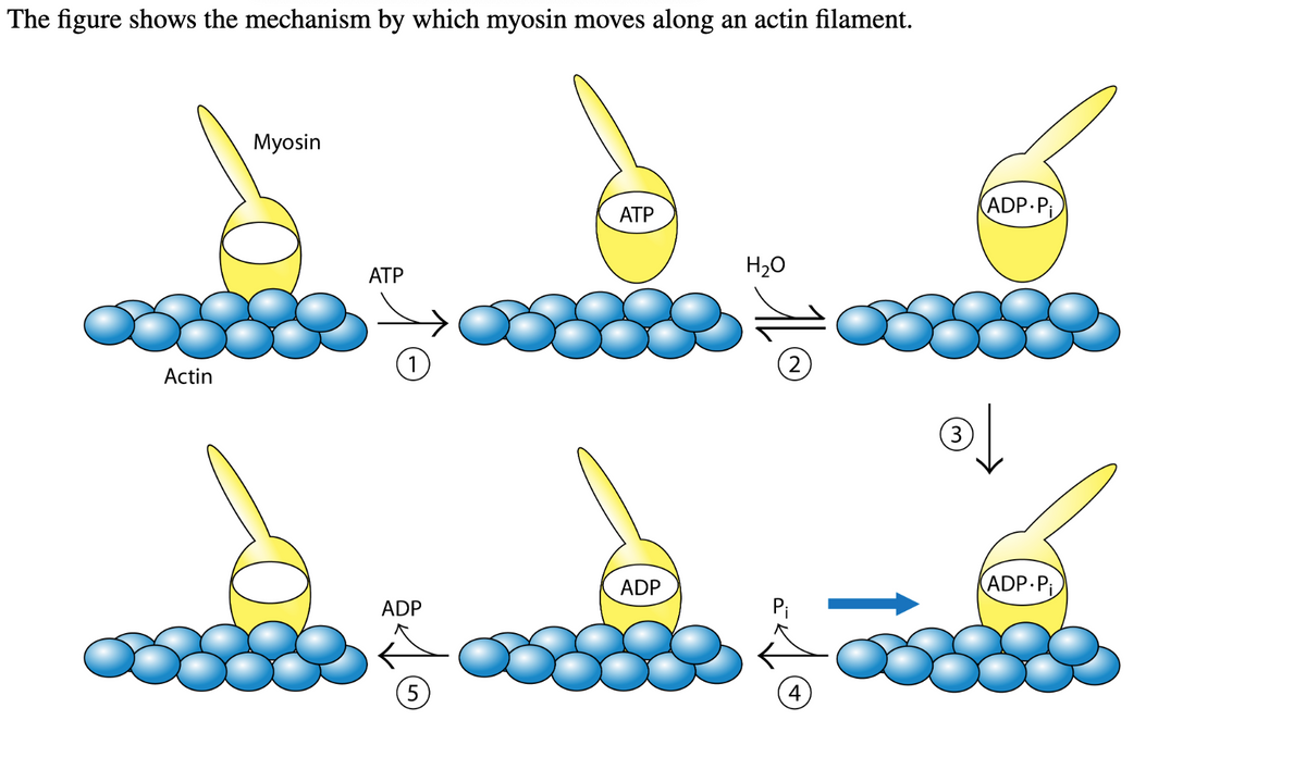 The figure shows the mechanism by which myosin moves along an actin filament.
Actin
Myosin
ATP
1
ADP
5
ATP
ADP
H₂O
(2)
(ADP.Pi
ⓇL
3
ADP.Pi