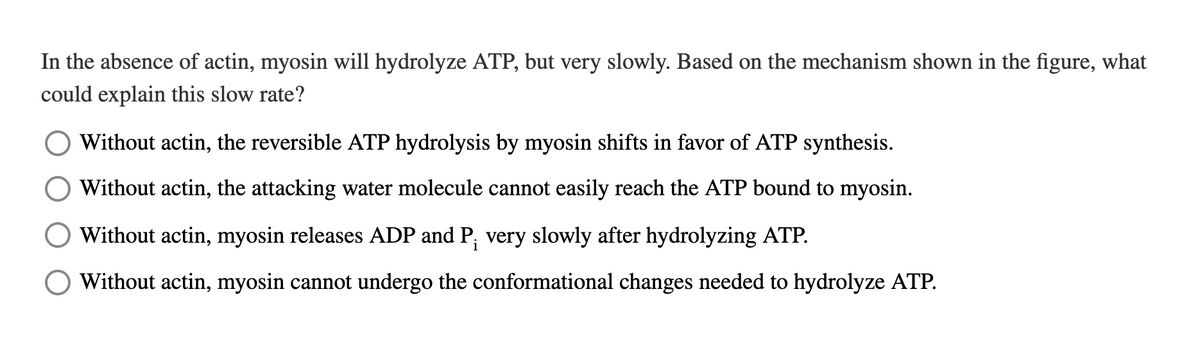 In the absence of actin, myosin will hydrolyze ATP, but very slowly. Based on the mechanism shown in the figure, what
could explain this slow rate?
Without actin, the reversible ATP hydrolysis by myosin shifts in favor of ATP synthesis.
Without actin, the attacking water molecule cannot easily reach the ATP bound to myosin.
Without actin, myosin releases ADP and P; very slowly after hydrolyzing ATP.
Without actin, myosin cannot undergo the conformational changes needed to hydrolyze ATP.