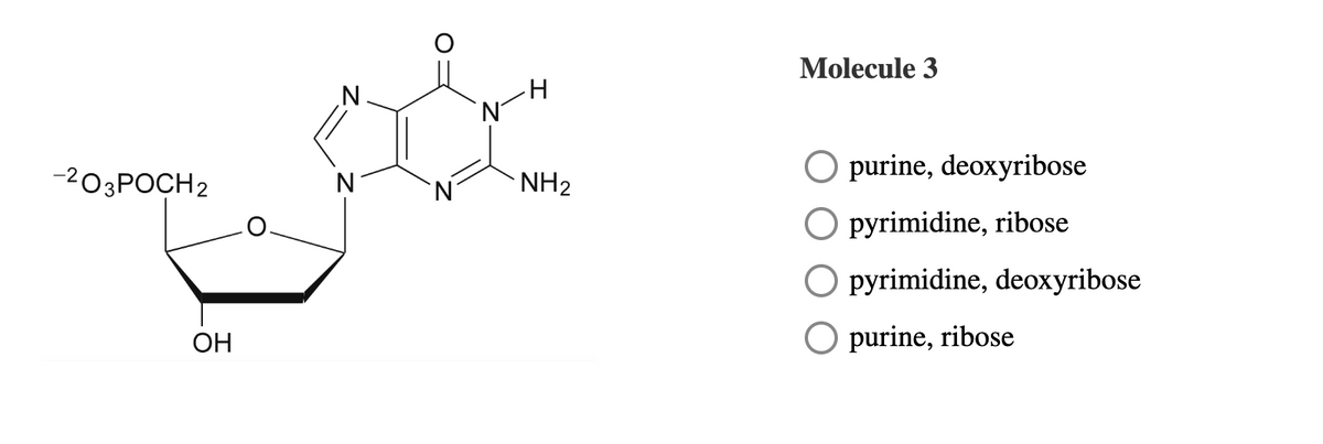 -²03POCH2
OH
N
N
H
NH₂
Molecule 3
O purine, deoxyribose
O pyrimidine, ribose
O pyrimidine, deoxyribose
O purine, ribose