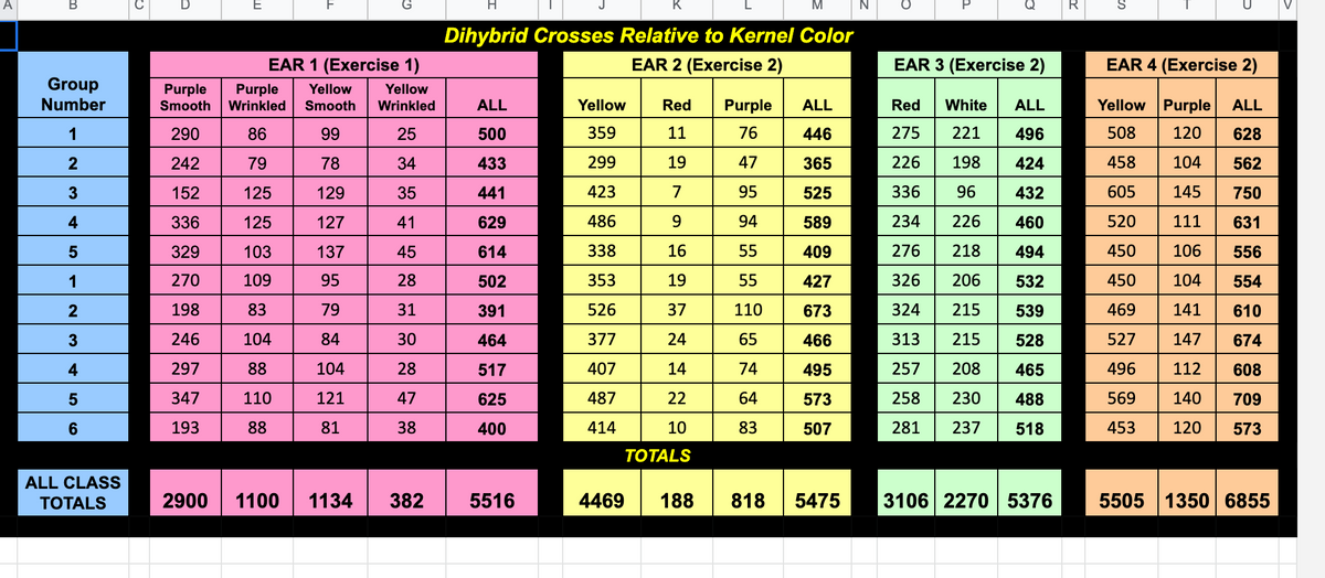 A
B
Group
Number
1
2
3
4
5
1
2
3
4
5
6
ALL CLASS
TOTALS
EAR 1 (Exercise 1)
Yellow
Wrinkled
25
34
35
41
45
28
31
30
28
47
38
Purple Purple Yellow
Smooth Wrinkled Smooth
290
242
152
336
329
270
198
246
297
347
193
79
125
125
103
109
83
104
88
110
88
78
129
127
137
95
79
84
104
121
81
2900 1100 1134 382
H
ALL
500
433
441
629
614
502
391
464
517
625
400
Dihybrid Crosses Relative to Kernel Color
EAR 2 (Exercise 2)
5516
H
Yellow
359
299
423
486
338
353
526
377
407
487
414
K
4469
Red
11
19
7
9
16
19
37
24
14
22
10
TOTALS
188
Purple
76
47
95
94
55
55
110
65
74
83
M
818
ALL
446
365
525
589
409
427
673
466
495
573
507
5475
N
n
EAR 3 (Exercise 2)
Red White ALL
275 221
496
226
198
424
336
96
432
234 226
460
276
218
494
326 206
532
324 215
539
313 215 528
257
208
465
258
488
281 237
518
3106 2270 5376
R
EAR 4 (Exercise 2)
Yellow Purple ALL
508
120
628
458
104
562
605
145
750
520
111
631
450
106
556
450
104
554
469
141
610
527
147
674
496
112
608
569 140
709
453
120
573
5505 1350 6855