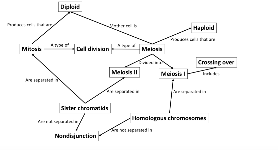 Produces cells that are
Mitosis
Diploid
A type of
Are separated in
Cell division
Sister chromatids
Are not separated in
Nondisjunction
Mother cell is
A type of
Meiosis II
Are separated in
Meiosis
Divided into
Haploid
Produces cells that are
Are not separated in
Meiosis I
Crossing over
Includes
Are separated in
Homologous chromosomes