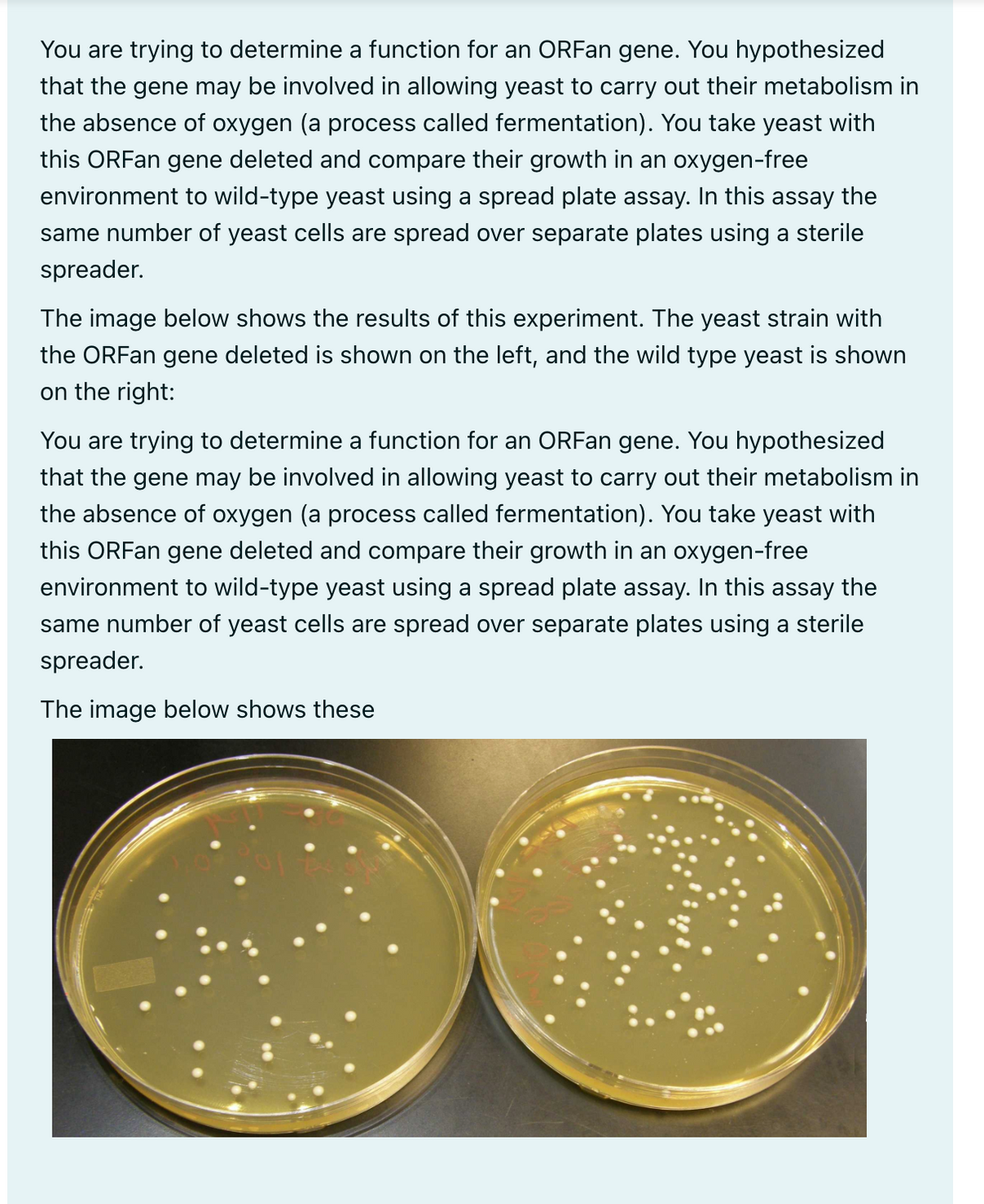 You are trying to determine a function for an ORFan gene. You hypothesized
that the gene may be involved in allowing yeast to carry out their metabolism in
the absence of oxygen (a process called fermentation). You take yeast with
this ORFan gene deleted and compare their growth in an oxygen-free
environment to wild-type yeast using a spread plate assay. In this assay the
same number of yeast cells are spread over separate plates using a sterile
spreader.
The image below shows the results of this experiment. The yeast strain with
the ORFan gene deleted is shown on the left, and the wild type yeast is shown
on the right:
You are trying to determine a function for an ORFan gene. You hypothesized
that the gene may be involved in allowing yeast to carry out their metabolism in
the absence of oxygen (a process called fermentation). You take yeast with
this ORFan gene deleted and compare their growth in an oxygen-free
environment to wild-type yeast using a spread plate assay. In this assay the
same number of yeast cells are spread over separate plates using a sterile
spreader.
The image below shows these