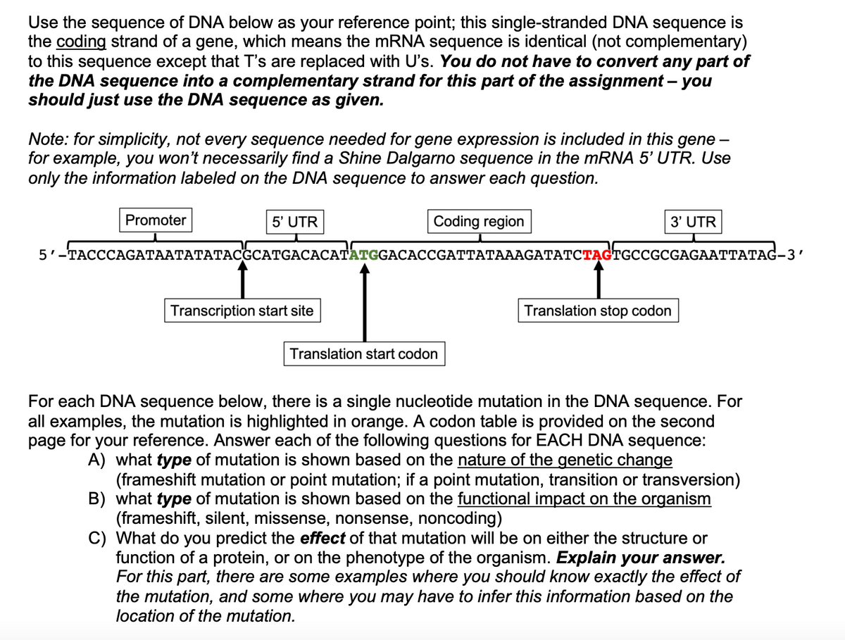 Use the sequence of DNA below as your reference point; this single-stranded DNA sequence is
the coding strand of a gene, which means the mRNA sequence is identical (not complementary)
to this sequence except that T's are replaced with U's. You do not have to convert any part of
the DNA sequence into a complementary strand for this part of the assignment - you
should just use the DNA sequence as given.
Note: for simplicity, not every sequence needed for gene expression is included in this gene -
for example, you won't necessarily find a Shine Dalgarno sequence in the mRNA 5' UTR. Use
only the information labeled on the DNA sequence to answer each question.
Promoter
5' UTR
Coding region
Transcription start site
5'-TACCCAGATAATATATACGCATGACACATATGGACACCGATTATAAAGATATCTĄCTGCCGCGAGAATTATAG-3′
3' UTR
Translation start codon
Translation stop codon
For each DNA sequence below, there is a single nucleotide mutation in the DNA sequence. For
all examples, the mutation is highlighted in orange. A codon table is provided on the second
page for your reference. Answer each of the following questions for EACH DNA sequence:
A) what type of mutation is shown based on the nature of the genetic change
(frameshift mutation or point mutation; if a point mutation, transition or transversion)
B) what type of mutation is shown based on the functional impact on the organism
(frameshift, silent, missense, nonsense, noncoding)
C) What do you predict the effect of that mutation will be on either the structure or
function of a protein, or on the phenotype of the organism. Explain your answer.
For this part, there are some examples where you should know exactly the effect of
the mutation, and some where you may have to infer this information based on the
location of the mutation.