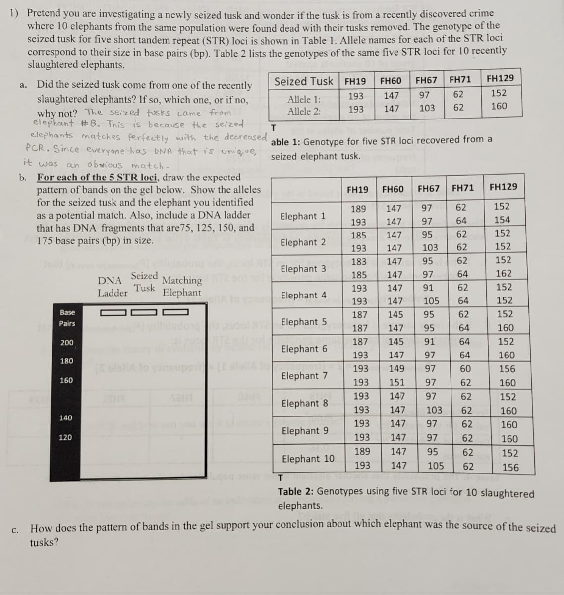 1) Pretend you are investigating a newly seized tusk and wonder if the tusk is from a recently discovered crime
where 10 elephants from the same population were found dead with their tusks removed. The genotype of the
seized tusk for five short tandem repeat (STR) loci is shown in Table 1. Allele names for each of the STR loci
correspond to their size in base pairs (bp). Table 2 lists the genotypes of the same five STR loci for 10 recently
slaughtered elephants.
C.
Did the seized tusk come from one of the recently
slaughtered elephants? If so, which one, or if no,
why not? The seized tusks came from
elephant #8. This is because the seized
elephants matches Perfectly with the decreased
PCR. Since everyone has DNA that is unique,
it was an obvious match-
a.
b. For each of the 5 STR loci, draw the expected
pattern of bands on the gel below. Show the alleles
for the seized tusk and the elephant you identified
as a potential match. Also, include a DNA ladder
that has DNA fragments that are 75, 125, 150, and
175 base pairs (bp) in size.
Base
Pairs
200
180
160
140
120
DNA
Ladder
CHR
Seized
Tusk
Matching
Elephant
vollidsdongs 201
Seized Tusk FH19 FH60
Allele 1:
Allele 2:
Elephant 1
T
able 1: Genotype for five STR loci recovered from a
seized elephant tusk.
Elephant 2
Elephant 3
Elephant 4
Elephant 5
Elephant 6
Elephant 7
FH67 FH71
193 147 97 62
193 147 103 62
Elephant 8
Elephant 9
Elephant 10
FH19
FH67 FH71
189
62
193
64
185
62
193
62
183
62
185 147
64
193
147
62
193
64
187
62
187
64
187
64
193
64
193
60
193
62
193
62
193 147
103
62
193 147
97
62
193
147
97
62
189
147
95
62
193 147 105 62
FH60
147 97
147 97
147
95
147
147 95
97
91
147
105
145
95
147 95
145
91
147 97
149 97
151
97
147 97
FH129
152
160
103
FH129
152
154
152
152
152
162
152
152
152
160
152
160
156
160
152
160
160
160
152
156
T
Table 2: Genotypes using five STR loci for 10 slaughtered
elephants.
How does the pattern of bands in the gel support your conclusion about which elephant was the source of the seized
tusks?