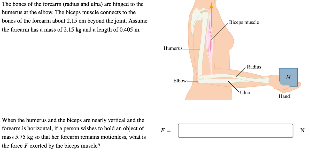 The bones of the forearm (radius and ulna) are hinged to the
humerus at the elbow. The biceps muscle connects to the
bones of the forearm about 2.15 cm beyond the joint. Assume
Biceps muscle
the forearm has a mass of 2.15 kg and a length of 0.405 m.
Humerus-
Radius
M
Elbow-
Ulna
Hand
When the humerus and the biceps are nearly vertical and the
forearm is horizontal, if a person wishes to hold an object of
F =
N
mass 5.75 kg so that her forearm remains motionless, what is
the force F exerted by the biceps muscle?
