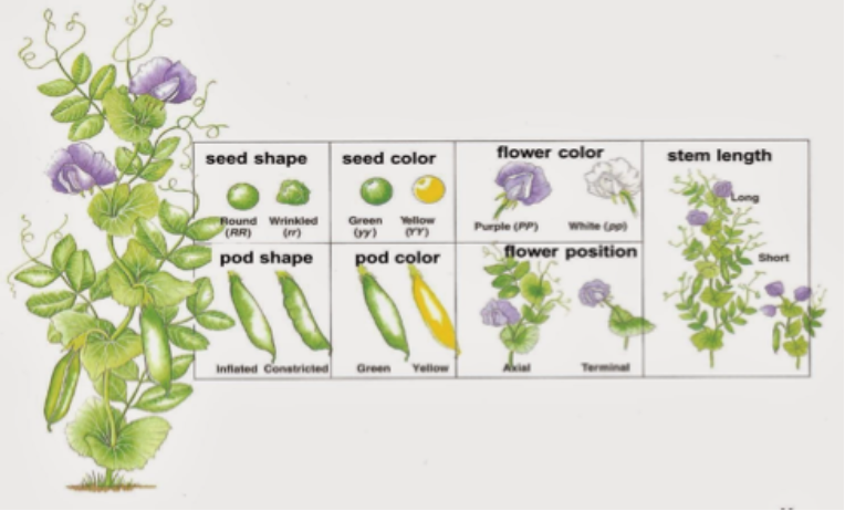 seed shape
Round Wrinkled
(RR) (mr)
pod shape
seed color
Green Yellow
(5) (8)
pod color
Inflated constricted Green Yellow
flower color
White (pp)
flower position
Purple (PP)
Terminal
stem length
Short