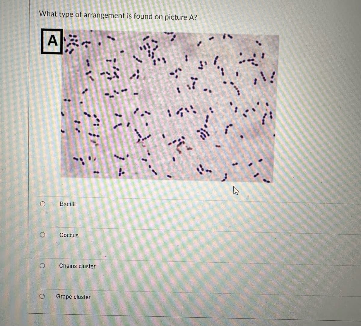 What type of arrangement is found on picture A?
ܘ
0
܂
A
Bacilli
Coccus
Chains cluster
Grape cluster
ܬ ܐ
3