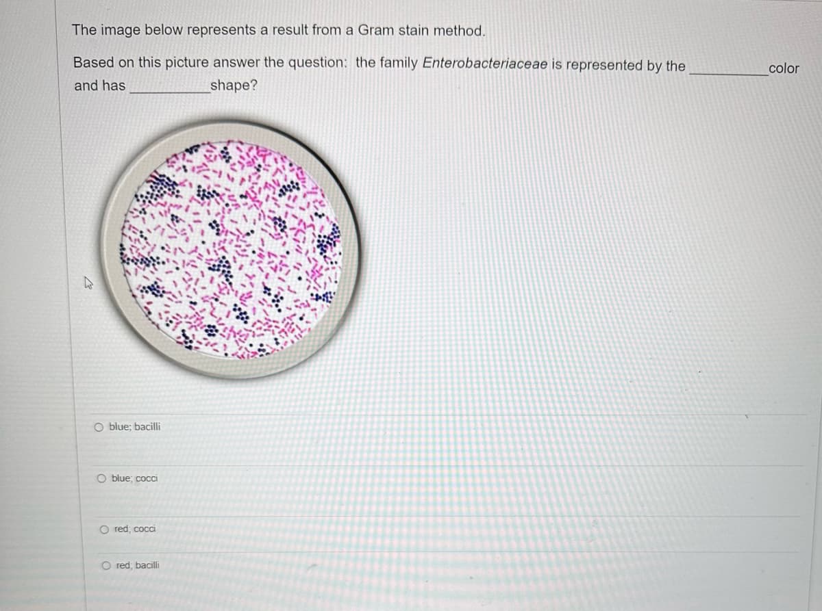 The image below represents a result from a Gram stain method.
Based on this picture answer the question: the family Enterobacteriaceae is represented by the
and has
shape?
O blue; bacilli
O blue, cocci
O red; cocci
O red; bacilli
color