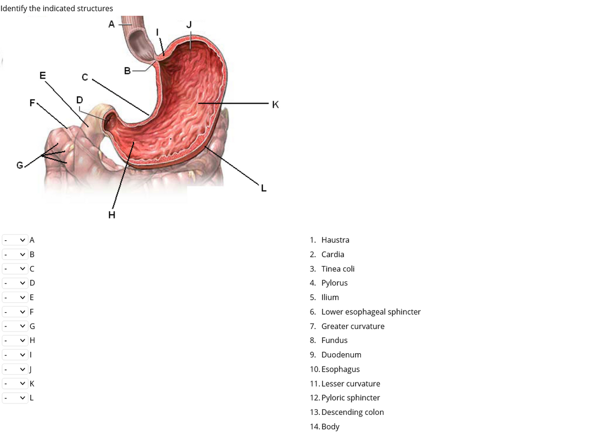 Identify the indicated structures
E
G.
VA
v B
✓ C
V D
VE
✓ F
VG
VH
vl
✓ J
✓ K
VL
D
H
B
K
1. Haustra
2. Cardia
3. Tinea coli
4. Pylorus
5. Ilium
6. Lower esophageal sphincter
7. Greater curvature
8. Fundus
9. Duodenum
10. Esophagus
11. Lesser curvature
12. Pyloric sphincter
13. Descending colon
14. Body