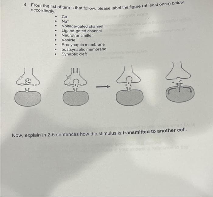 4. From the list of terms that follow, please label the figure (at least once) below
accordingly:
ده
35
• Ca
●
.
●
●
Vesicle
Presynaptic membrane
postsynaptic membrane
● Synaptic cleft
●
Na*
●
Voltage-gated channel
Ligand-gated channel
Neurotransmitter
-
لها
Now, explain in 2-5 sentences how the stimulus is transmitted to another cell.