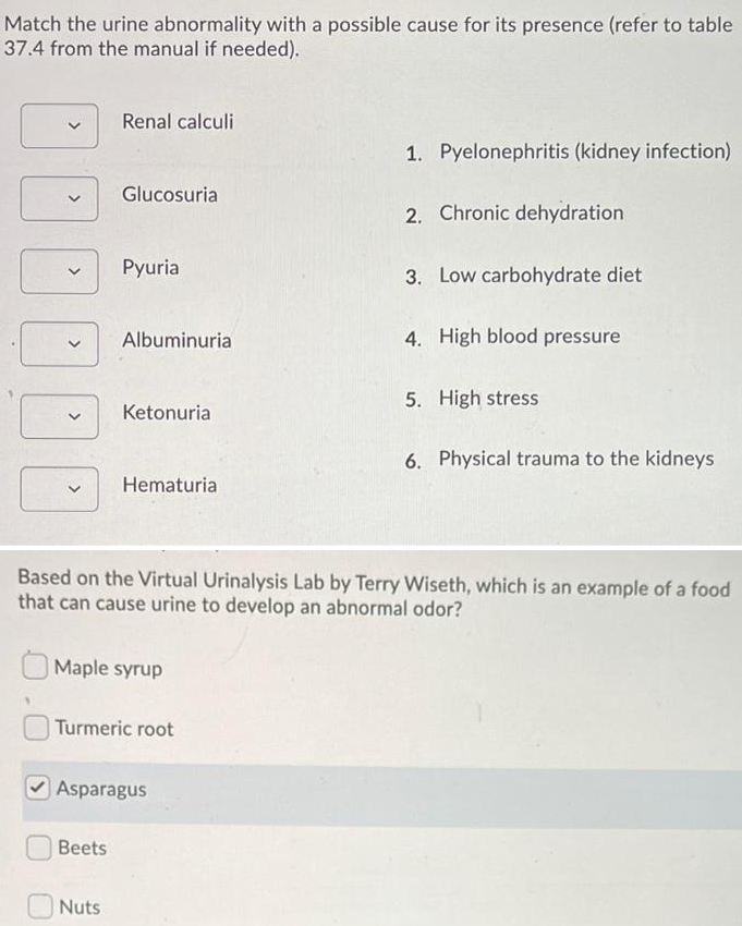 Match the urine abnormality with a possible cause for its presence (refer to table
37.4 from the manual if needed).
Renal calculi
1. Pyelonephritis (kidney infection)
Glucosuria
2. Chronic dehydration
Pyuria
3. Low carbohydrate diet
Albuminuria
4. High blood pressure
5. High stress
Ketonuria
6. Physical trauma to the kidneys
Hematuria
Based on the Virtual Urinalysis Lab by Terry Wiseth, which is an example of a food
that can cause urine to develop an abnormal odor?
Maple syrup
Turmeric root
Asparagus
Beets
Nuts
>
>
>
>

