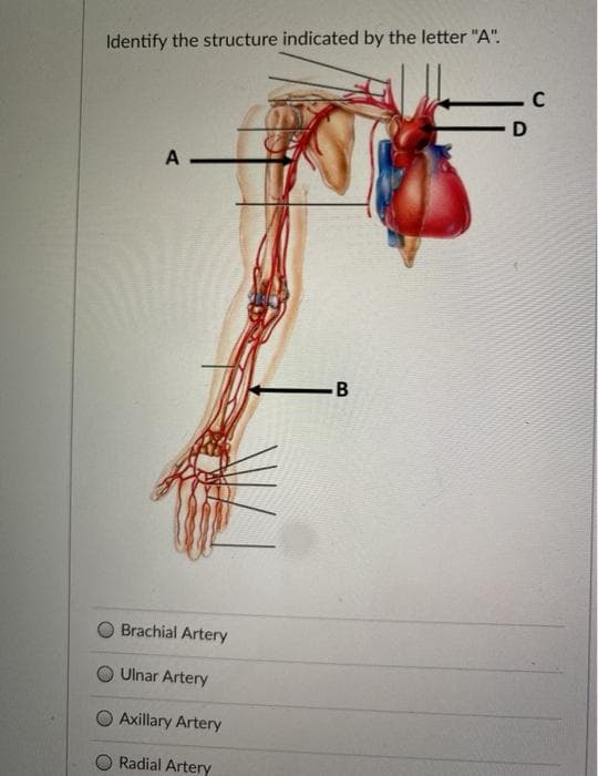 Identify the structure indicated by the letter "A".
C
Brachial Artery
Ulnar Artery
Axillary Artery
O Radial Artery
