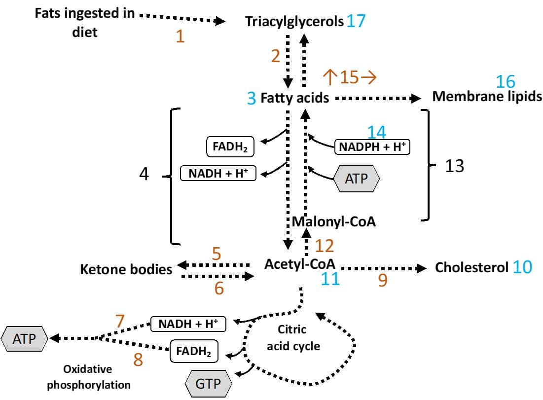 Fats ingested in
Triacylglycerols 17
diet
1
2
个15→
16
Membrane lipids
3 Fatty acids
14
FADH2
NADPH + H*
13
4
NADH + H*
ATP
Malonyl-CoA
12
Acetyl-CoA
11
5
Ketone bodies
Cholesterol 10
9
6.
7.
NADH + H*
Citric
ATP
acid cycle
FADH2
8
Oxidative
phosphorylation
GTP
