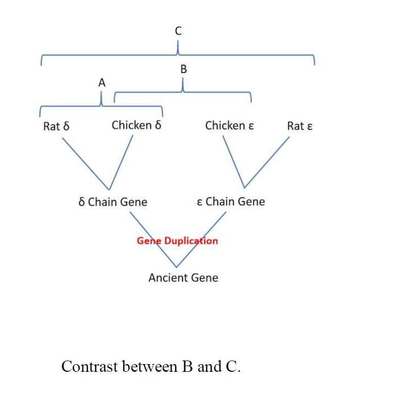 В
A
Rat 8
Chicken 8
Chicken ɛ
Rat ɛ
6 Chain Gene
ɛ Chain Gene
Gene Duplication
Ancient Gene
Contrast between B and C.
