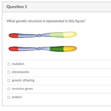 Question 1
What genetic structure is represented in this figure?
O mutation
chromosome
O genetic offspring
O recessive genes
O protein
