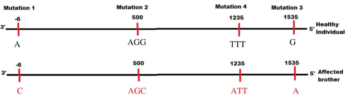 Mutation 1
Mutation 2
Mutation 4
Mutation 3
-6
500
1235
1535
Healthy
5'
Individual
3'.
A
AGG
TTT
G
-6
500
1235
1535
5' Affected
brother
3'
C
AGC
ATT
A
