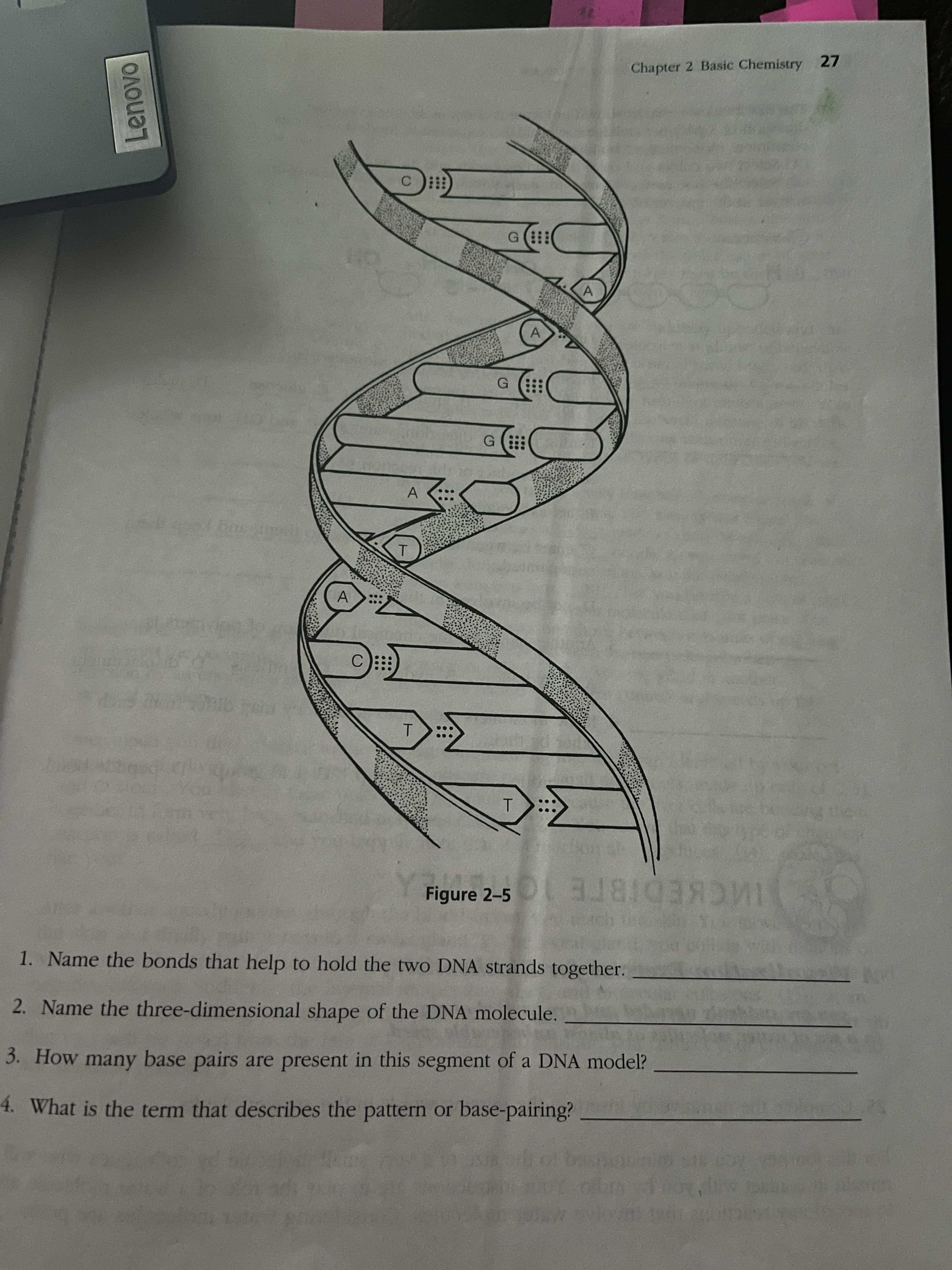 1. Name the bonds that help to hold the two DNA strands together.
2. Name the three-dimensional shape of the DNA molecule.
3. How many base pairs are present in this segment of a DNA model?
4. What is the term that describes the pattern or base-pairing?
