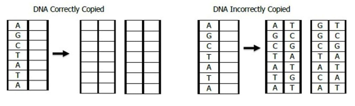 DNA Correctly Copied
DNA Incorrectly Copied
A
A
C
CG
G
T
A
А
A
A
A
T
T
T
G
A
A
A
T
A
<OUTATA
