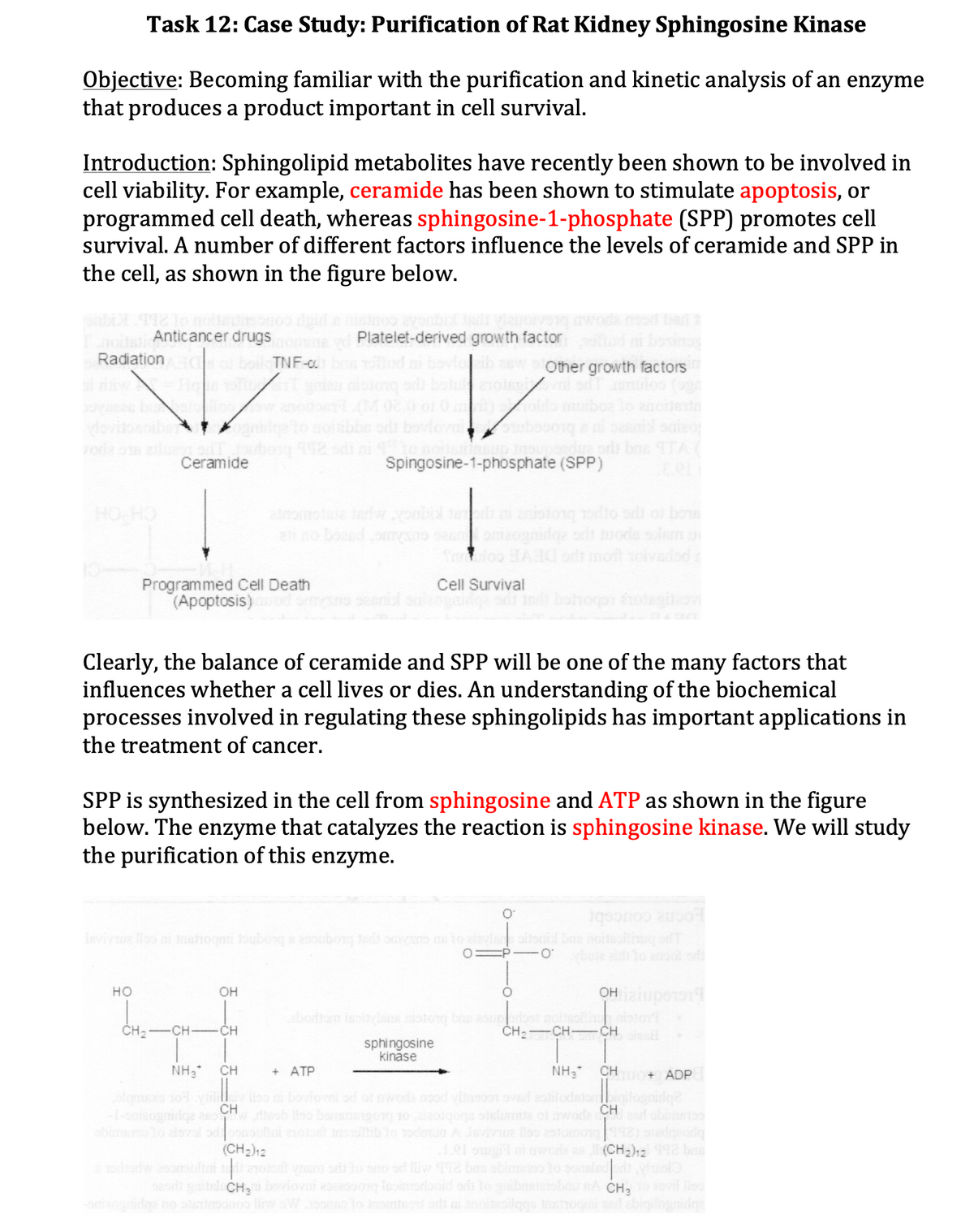 Task 12: Case Study: Purification of Rat Kidney Sphingosine Kinase
Objective: Becoming familiar with the purification and kinetic analysis of an enzyme
that produces a product important in cell survival.
Introduction: Sphingolipid metabolites have recently been shown to be involved in
cell viability. For example, ceramide has been shown to stimulate apoptosis, or
programmed cell death, whereas sphingosine-1-phosphate (SPP) promotes cell
survival. A number of different factors influence the levels of ceramide and SPP in
the cell, as shown in the figure below.
Anticancer drugsomme d Platelet-derived growth factor fud ni boxing
Radiation Ads of boil TNF-a.
Other growth factors
motor (4 02.0 or 0 m)
oldo
vode sus eluen oi, Joobong 792 odi ni 9° to noitsinsup roupsedre or box ITA (
Ceramide
Spingosine-1-phosphate (SPP)
HO HO
Programmed Cell Death
(Apoptosis)od orth
atnomstura tardw.yombil temat ni anistong modto odi of bors
ali no board omysho sanomzognirige ont mode solem in
Yanolo BANC or moft toivadod a
Clearly, the balance of ceramide and SPP will be one of the many factors that
influences whether a cell lives or dies. An understanding of the biochemical
processes involved in regulating these sphingolipids has important applications in
the treatment of cancer.
HO
SPP is synthesized in the cell from sphingosine and ATP as shown in the figure
below. The enzyme that catalyzes the reaction is sphingosine kinase. We will study
the purification of this enzyme.
Cell Survival
cogaidoe sdi indi bahoqui anotagiteov
sono 2000
Invivius lloo ni ushoqni bouborga asouborg tadt omvano na to elevisce oitonibl bas noitsofting of
-Obute aid to anoot od
O=P
OH
CH₂-CH- -CH
O
он aiuротот?
abodtom ispitylaus nistong bra asupurtost nollsoft istori
CH₂-CH-CHE
sphingosine
kinase
NH₂* CH
+ ATP
NH₂
CHA ADP
olgmaxs 104 yily liso mi bovlovni od of wors nood vilnoot ovad estilodator
-1-onizognidge as CH
w disob lleo berunsigong 10 juizolqoqs sisturcite of awode CH
obiumino to sloval odconsufint exotont moroftib to todmun A devive liso estomong (998) oledgeadq
(CH₂)12
1.01 sugil of awora as (CH₂)12 992 bas
todiarw zoontlini soli exoral vason si to ono od lliw 198 ban obimsiso to sonsindo virolo
basit guitsli CH₂i bovlovni 2082soong isoimodooid oda to guibretersbou nA CH₂ 10 eovil leo
-oxisognidas no slitsono liw Woonso to Inomtead siit al anoitepilqgs Instrogmi ead abigilogmulga