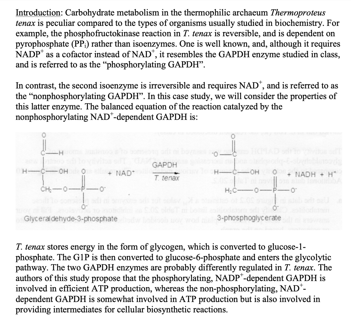 Introduction: Carbohydrate metabolism in the thermophilic archaeum Thermoproteus
tenax is peculiar compared to the types of organisms usually studied in biochemistry. For
example, the phosphofructokinase reaction in T. tenax is reversible, and is dependent on
pyrophosphate (PP;) rather than isoenzymes. One is well known, and, although it requires
NADP as a cofactor instead of NAD*, it resembles the GAPDH enzyme studied in class,
and is referred to as the "phosphorylating GAPDH”.
In contrast, the second isoenzyme is irreversible and requires NAD*, and is referred to as
the "nonphosphorylating GAPDH". In this case study, we will consider the properties of
this latter enzyme. The balanced equation of the reaction catalyzed by the
nonphosphorylating NAD*-dependent GAPDH is:
H
-H
-C-OHDO al
CHO
NAD*
of Glyceraldehyde-3-phosphate bedw
GAPDH
T. tenax
-0-6
H-C-OH
H₂C-0-
3-phosphoglycerate
+ NADH + H*
-0
T. tenax stores energy in the form of glycogen, which is converted to glucose-1-
phosphate. The G1P is then converted to glucose-6-phosphate and enters the glycolytic
pathway. The two GAPDH enzymes are probably differently regulated in T. tenax. The
authors of this study propose that the phosphorylating, NADP-dependent GAPDH is
involved in efficient ATP production, whereas the non-phosphorylating, NAD*-
dependent GAPDH is somewhat involved in ATP production but is also involved in
providing intermediates for cellular biosynthetic reactions.